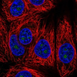Vimentin Antibody, Novus Biologicals:Antibodies:Primary Antibodies